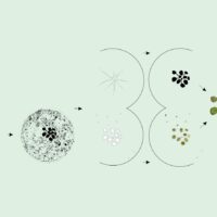 Machine vision software for plant genetic modification analysis